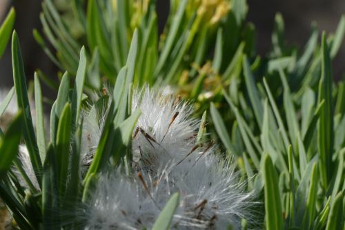 Flauschig