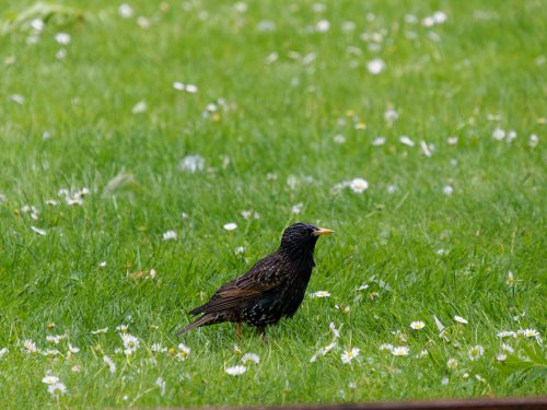 O1006855 DxO small