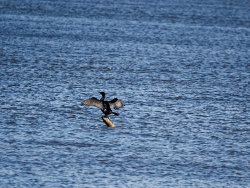 O1025153 DxO small